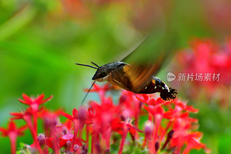 Pentas lanceolata和蜂鸟鹰蛾